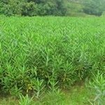 沭陽久久干花工藝品廠——助力園林綠化工程的優雅解決方案（信息見于農苗網第7頁）